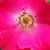Rose - Rosiers floribunda - Buisman's Glory